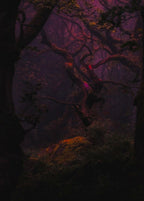 Wicked Woods