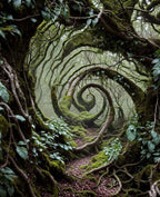 Wicked Woods